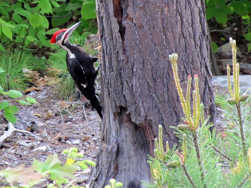 Name:  Pileated Woodpecker sm.jpg
Views: 917
Size:  126.7 KB