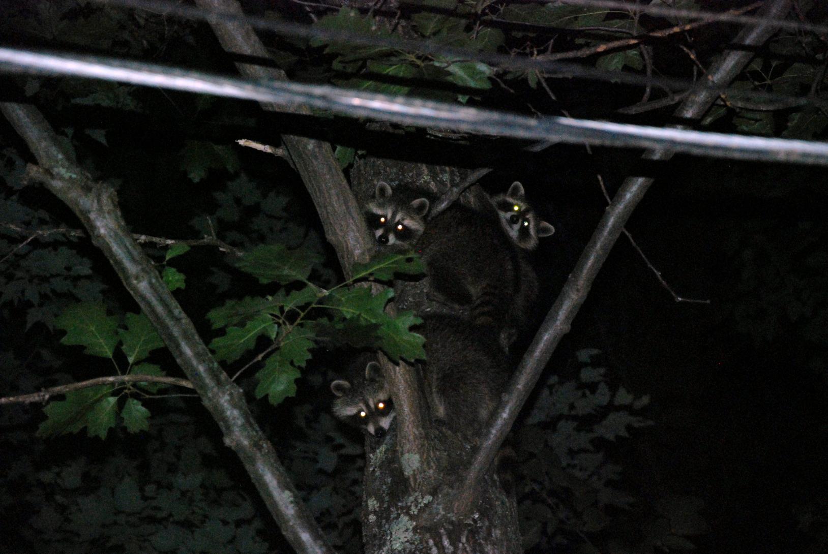 Name:  racoons.jpg
Views: 429
Size:  200.1 KB