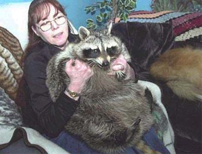 Name:  raccoon-75-pounder-pet-deborah-klitsch-pic.jpg
Views: 1904
Size:  25.7 KB