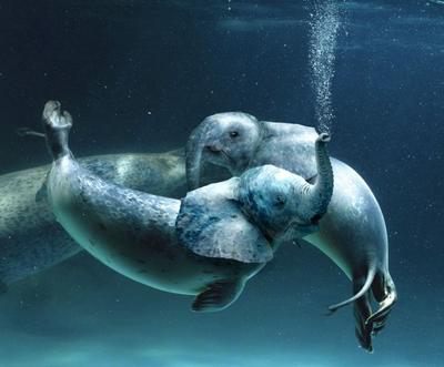 Name:  Elephant Seal.jpg
Views: 4030
Size:  16.8 KB
