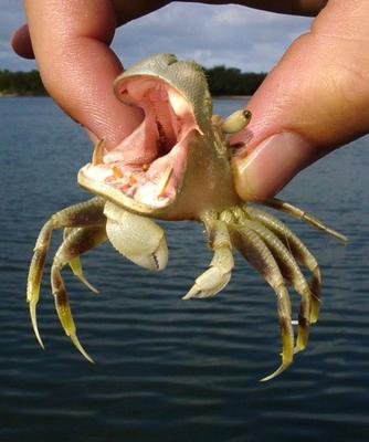 Name:  hippocrab.jpg
Views: 3984
Size:  25.5 KB