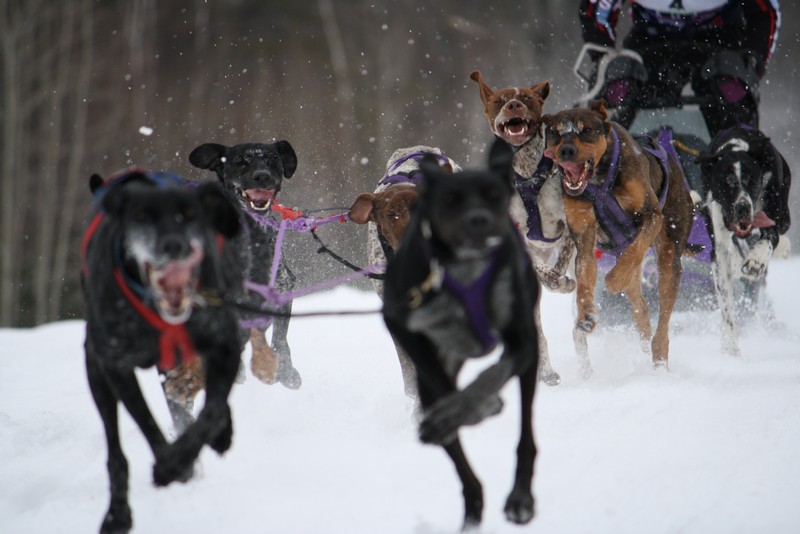 Name:  Laconia Sled Dog a smaller 05.jpg
Views: 2284
Size:  97.0 KB