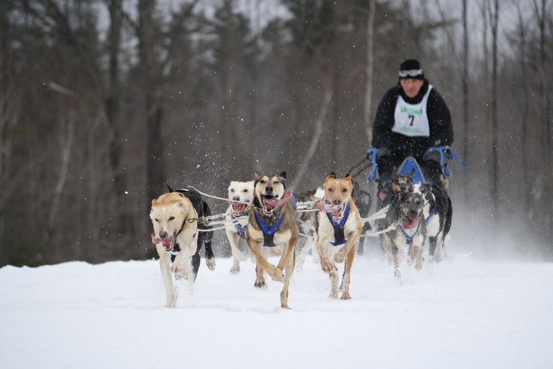 Name:  Laconia Sled Dog a smaller 08.jpg
Views: 2525
Size:  88.9 KB