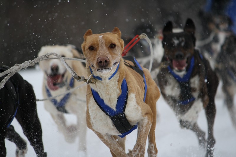 Name:  Laconia Sled Dog a smaller 10.jpg
Views: 2136
Size:  101.6 KB