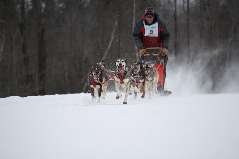 Name:  Laconia Sled Dog a smaller 13.jpg
Views: 2516
Size:  67.2 KB