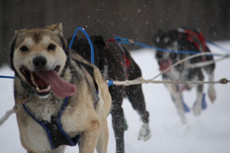 Name:  Laconia Sled Dog a smaller 11.jpg
Views: 2209
Size:  83.9 KB