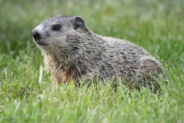 Name:  LSP Woodchuck 1.jpg
Views: 823
Size:  95.9 KB