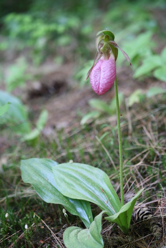 Name:  Lady Slippers and ground spiders 02.jpg
Views: 1826
Size:  112.1 KB