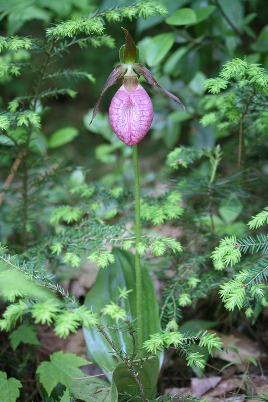 Name:  Lady Slippers and ground spiders 05.jpg
Views: 1728
Size:  134.4 KB