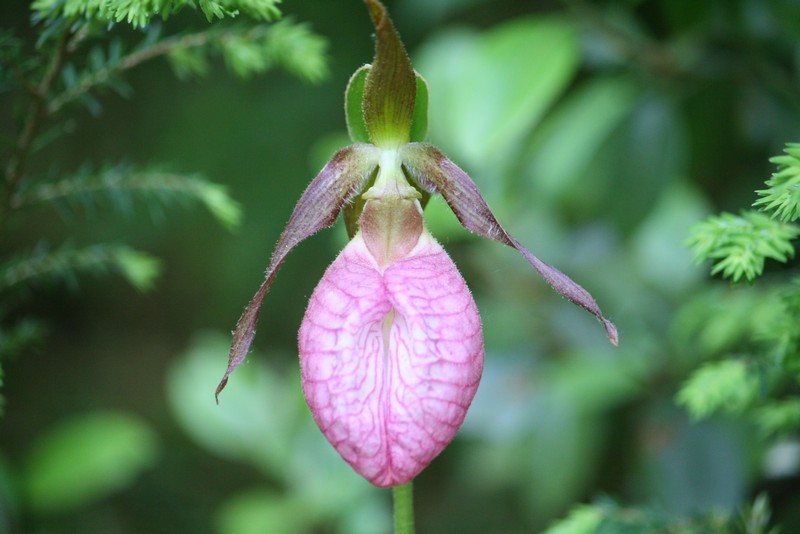 Name:  Lady Slippers and ground spiders 08.jpg
Views: 1599
Size:  86.1 KB