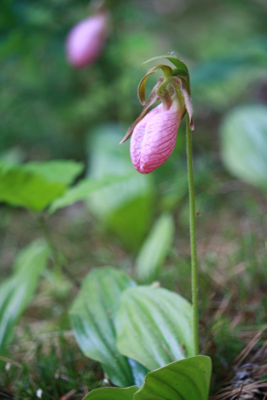 Name:  Lady Slippers and ground spiders 10.jpg
Views: 1770
Size:  78.2 KB