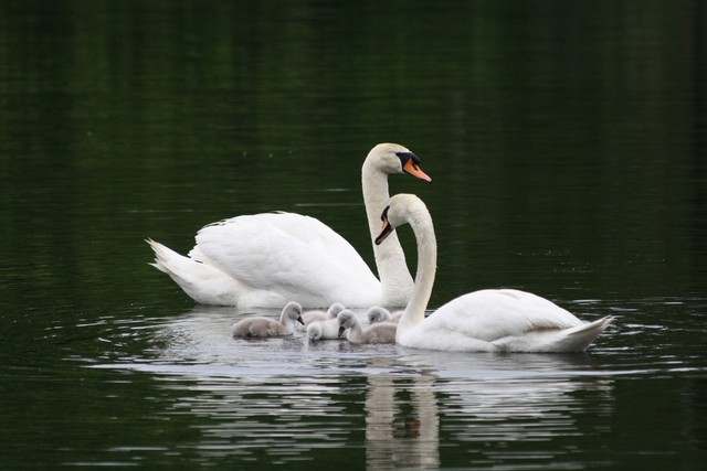 Name:  Swans Melrose 7-18-2011 06.jpg
Views: 4201
Size:  65.5 KB