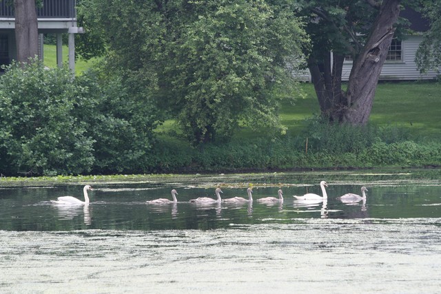 Name:  Swans Melrose 7-18-2011 01.jpg
Views: 3414
Size:  119.6 KB