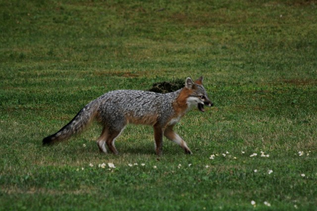 Name:  fox 8-3-11 1.jpg
Views: 1156
Size:  92.2 KB