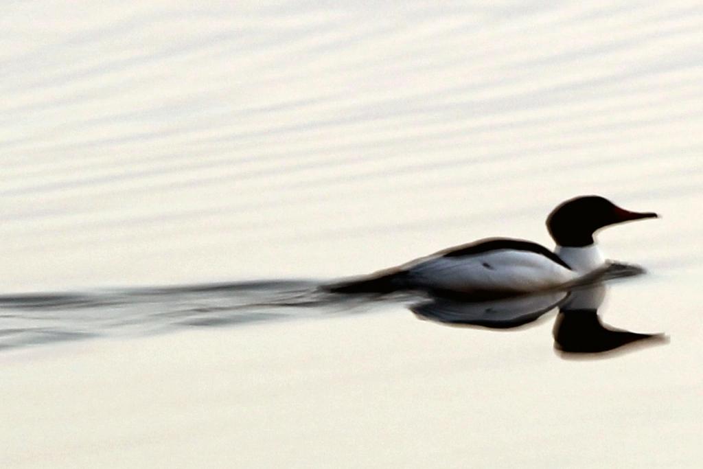 Name:  first_loons_2012.jpg
Views: 1590
Size:  44.2 KB