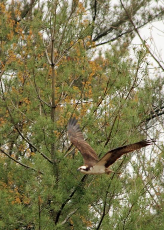 Name:  osprey_4-23-12.jpg
Views: 895
Size:  88.5 KB