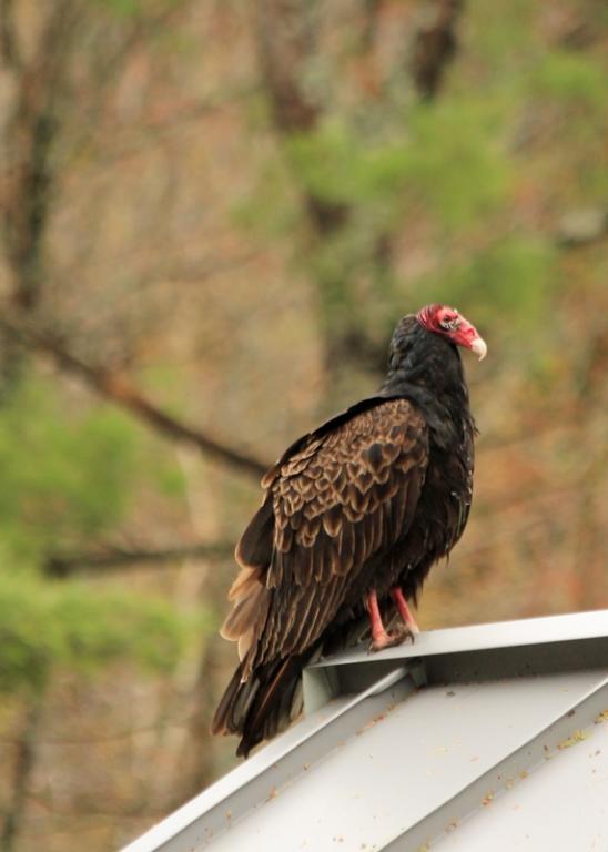 Name:  turkey_vulture_4-23-12.jpg
Views: 1487
Size:  37.2 KB