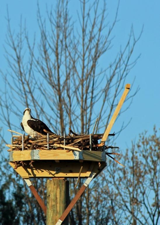 Name:  laconia_osprey_on_new_nest_4-26-12.jpg
Views: 830
Size:  66.9 KB