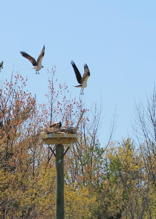 Name:  osprey_unwanted_visitor_4-29-12.jpg
Views: 707
Size:  72.0 KB