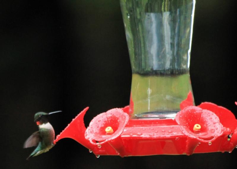 Name:  first_hummingbird_2012_2.jpg
Views: 3824
Size:  35.7 KB