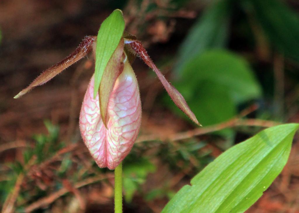 Name:  Lady Slippers 2012 #2.jpg
Views: 1150
Size:  69.0 KB