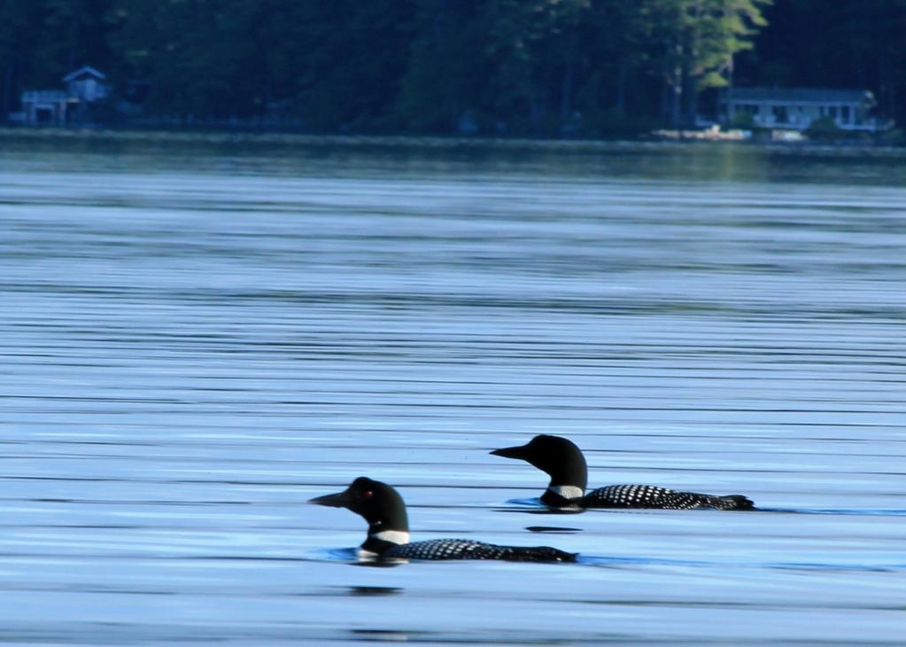 Name:  Loons Winni 5-23-12 #3.jpg
Views: 720
Size:  80.1 KB