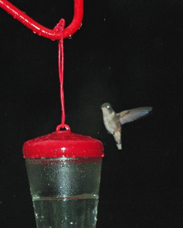 Name:  hummingbird_6-2-12 #3.jpg
Views: 1712
Size:  32.1 KB