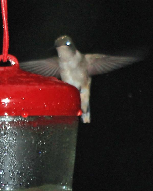 Name:  hummingbird_6-2-12 #2.jpg
Views: 1598
Size:  41.2 KB