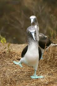 Name:  Dancing Blue Footed Boobies.jpg
Views: 1143
Size:  10.5 KB