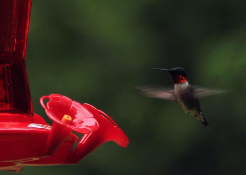 Name:  hummingbird_6-19-12_1.jpg
Views: 2218
Size:  23.5 KB