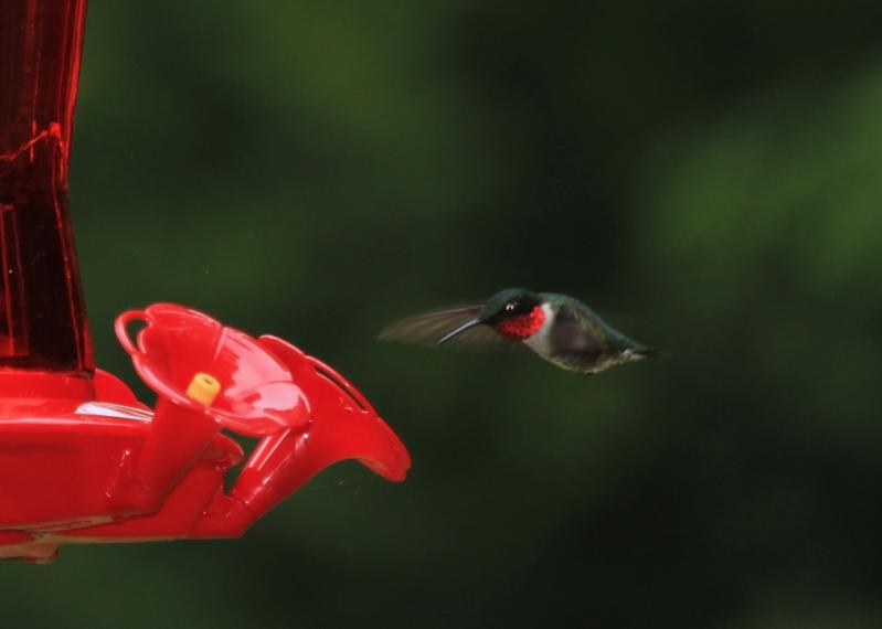 Name:  hummingbird_6-19-12_2.jpg
Views: 2237
Size:  21.9 KB
