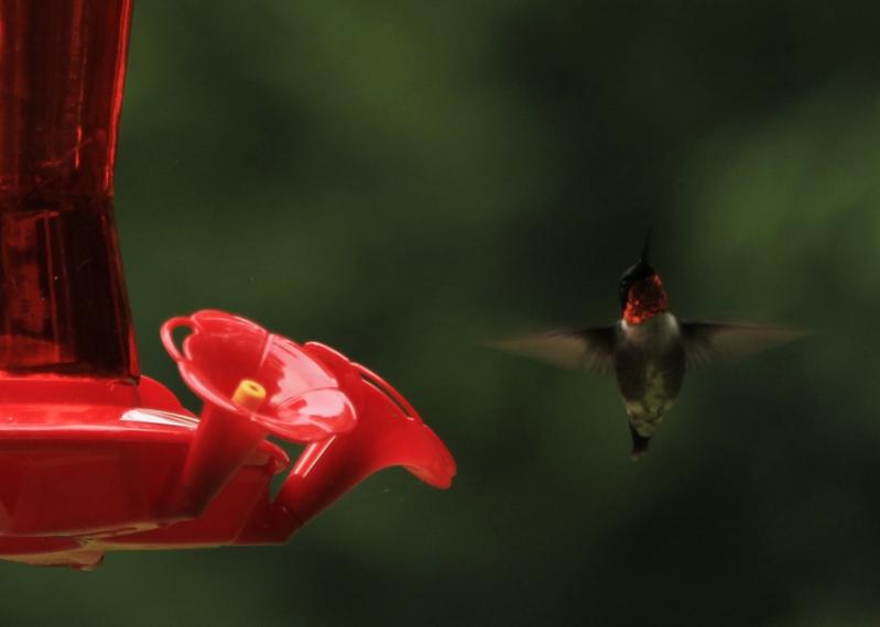 Name:  hummingbird_6-19-12_3.jpg
Views: 1488
Size:  23.0 KB