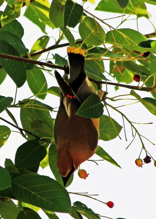 Name:  Cedar Waxwing  (3).jpg
Views: 1304
Size:  67.9 KB