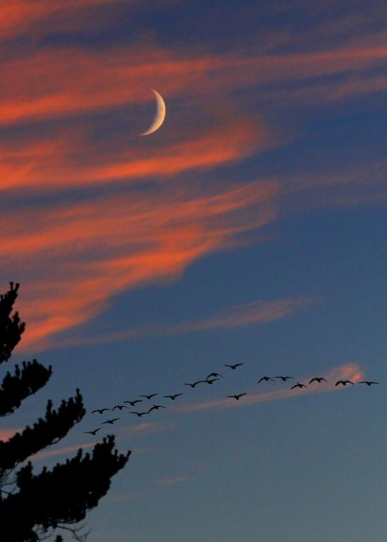 Name:  sunset_9-19-12_moon_geese_1.jpg
Views: 873
Size:  24.8 KB