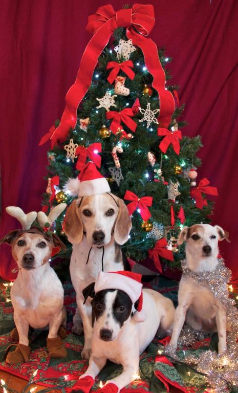 Name:  Doggie Christmas 2011 - 2.jpg
Views: 5300
Size:  63.6 KB