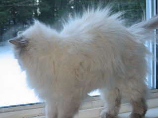 Name:  Yuki 1.jpg
Views: 3176
Size:  14.0 KB