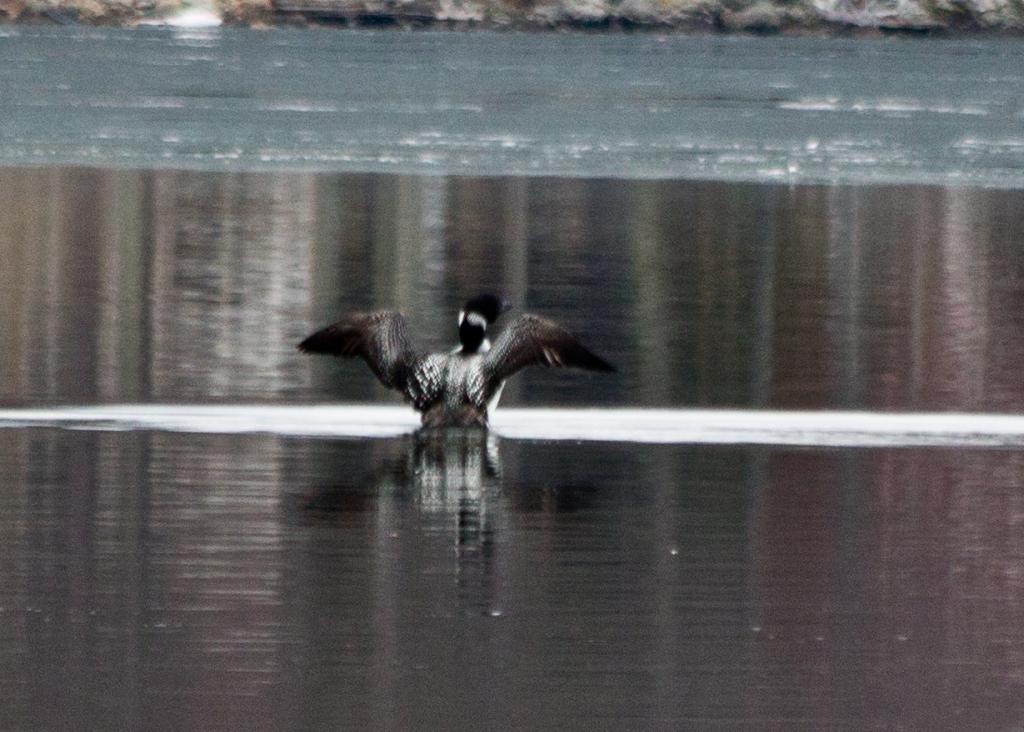 Name:  Loon 4-10-13 #1.jpg
Views: 3884
Size:  95.5 KB