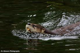 Name:  images[3] River Otter from internet.jpg
Views: 3019
Size:  10.1 KB