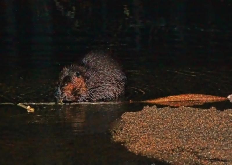 Name:  beaver4-30-13  Gunstock River.jpg
Views: 2564
Size:  42.5 KB