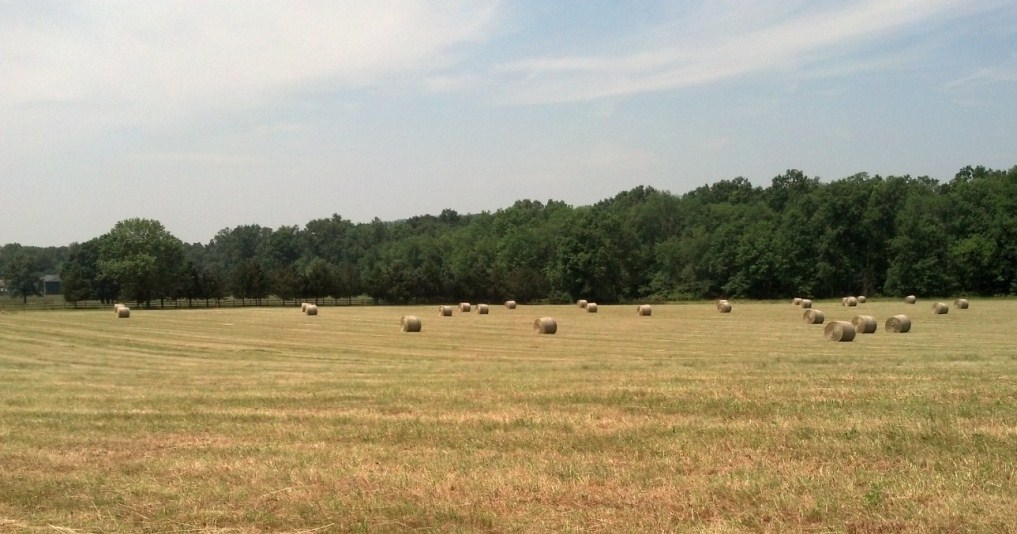 Name:  making hay.jpg
Views: 302
Size:  124.6 KB