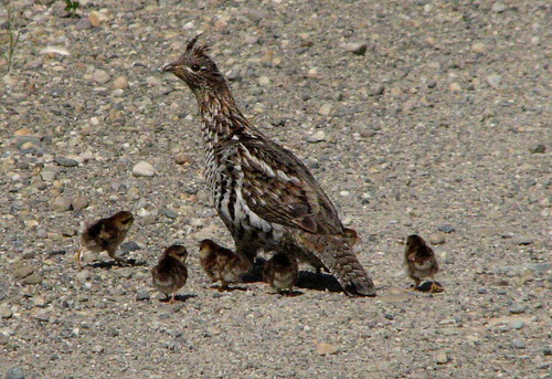 Image result for grouse with chicks