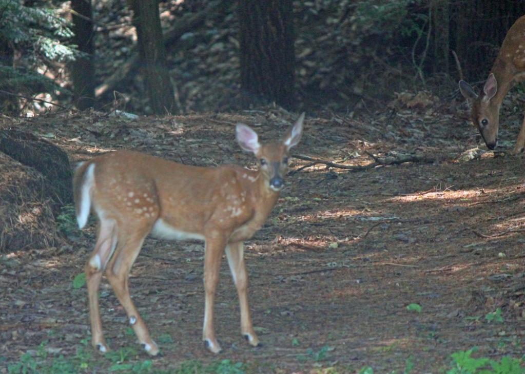 Name:  deer_in_yard_1-qpr.jpg
Views: 447
Size:  111.1 KB