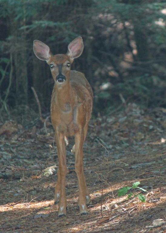 Name:  deer_in_yard_4-qpr.jpg
Views: 782
Size:  56.2 KB
