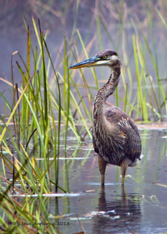 Name:  Great Blue Heron Alton sig.jpg
Views: 689
Size:  64.3 KB