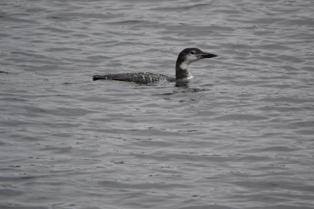 Name:  Loon in Wolfeboro.jpg
Views: 981
Size:  68.5 KB