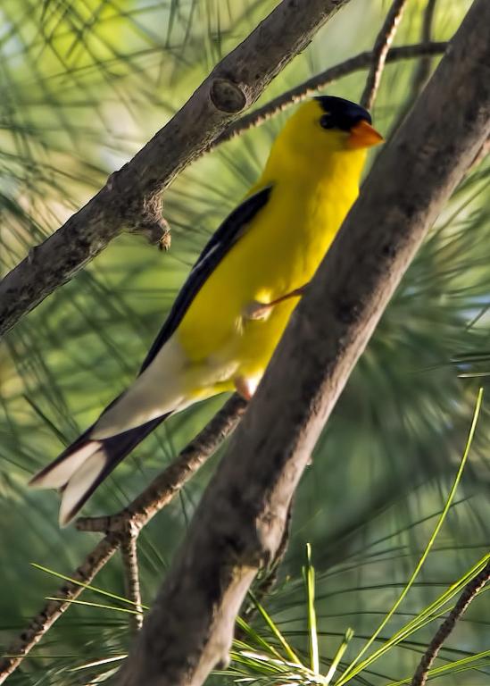 Name:  Mystery Bird.jpg
Views: 1207
Size:  60.4 KB