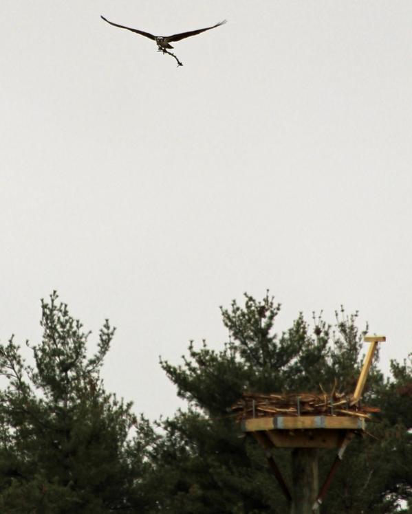 Name:  laconia_osprey_rebuilding_nest_3.jpg
Views: 1023
Size:  35.7 KB