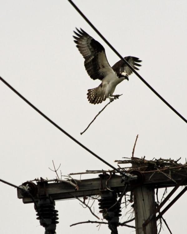 Name:  laconia_osprey_rebuilding_nest.jpg
Views: 1071
Size:  39.0 KB