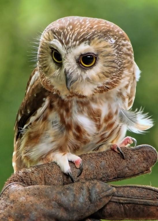 Name:  northern_saw-whet_owl_2.jpg
Views: 700
Size:  63.0 KB