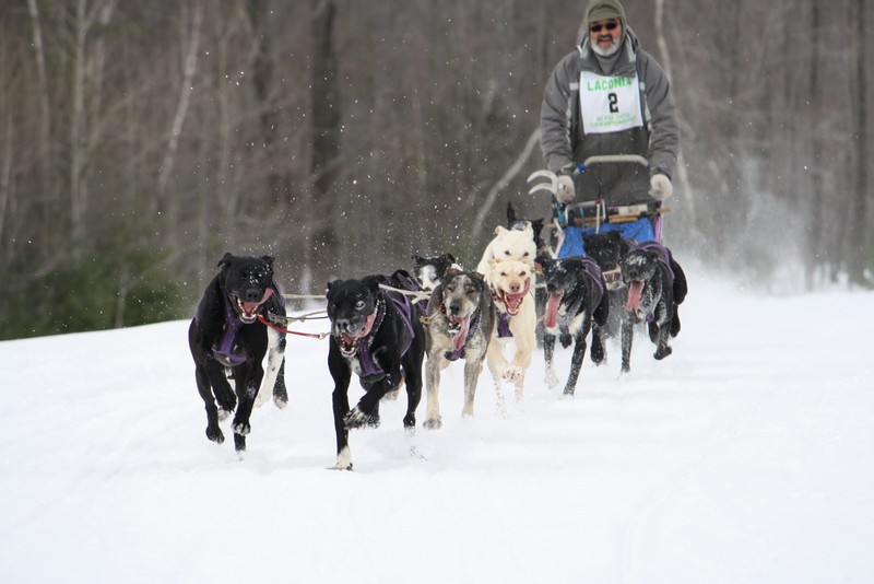 Name:  Laconia Sled Dog a smaller 02.jpg
Views: 2269
Size:  89.2 KB